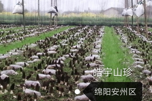 綿陽安州區